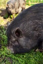 Black Vietnamese Potbelly pig on a farm Royalty Free Stock Photo