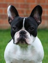 a head portrait of a black and white french bulldog in the garden Royalty Free Stock Photo