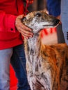 Head portrait of brindle spanish greyhound Royalty Free Stock Photo