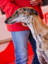 Head portrait of brindle spanish greyhound Royalty Free Stock Photo