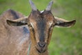 Head portrait of a brown French alpine goat