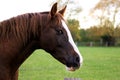 A head portrait of a brown quarter hose on the paddock Royalty Free Stock Photo