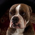 Head portrait of a Bulldog with a sad and begging expression Royalty Free Stock Photo