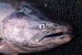 Chinook Salmon Head - Oncorhynchus tshawytscha Royalty Free Stock Photo
