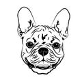 Head portrait contour outline, sketch of French Bulldog dog silhouette vector illustration. Royalty Free Stock Photo