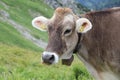 head portrait of a cow of the Tyrolean Grey breed with a backdrop of a mountain landscape Royalty Free Stock Photo