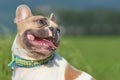 Head portrait of a cute happy red pied French Bulldog dog with open mouth Royalty Free Stock Photo