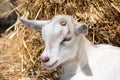 Head portrait of a disbud, dehorn, young female Alpine goat with hay bales background