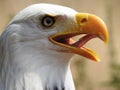 Beautiful close up american eagle, bald eagle, sea eagle. leucocephalus, sharp eye, head and portrait, beak open, macro Royalty Free Stock Photo