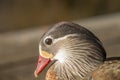 Head portrait of a female mandarin duck (Aix galericulata). Royalty Free Stock Photo