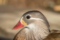 Head portrait of a female mandarin duck (Aix galericulata). Royalty Free Stock Photo