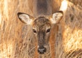 Head on portrait of a female white-tailed deer with golden sunlight illuminating her hair