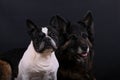 A head portrait from a french bulldog and a german shepherd a lovely pair in the dark studio Royalty Free Stock Photo
