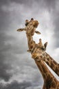 Giraffe couple Royalty Free Stock Photo