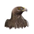 Head portrait of golden eagle Royalty Free Stock Photo