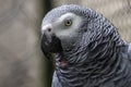 Head portrait of a grey parrot, close-up photography of the african bird of Congo. Royalty Free Stock Photo