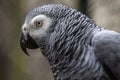 Head portrait of a grey parrot, close-up photography of the african bird of Congo. Royalty Free Stock Photo