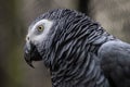 Head portrait of a grey parrot, close-up photography of the african bird of Congo. Royalty Free Stock Photo