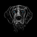 Head portrait of Kurzhaar pointing dog breed, german shorthaired pointer, spaniel Royalty Free Stock Photo