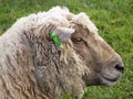 Head Portrait of Large Sheep, Crookham, Northumberland