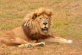 Observant lion portrait