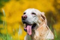 Head portrait of an old labrador retriever Royalty Free Stock Photo