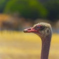 An ostrich in the Safary of Ramat Gan Near Tel Aviv Israel