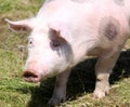Head shot closeup photo of a beautiful young pig outdoors Royalty Free Stock Photo