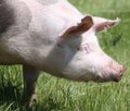 Head portrait of a pig on natural green background outdoors Royalty Free Stock Photo