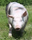 Head portrait of a pig on natural green background outdoors Royalty Free Stock Photo