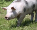 Head shot closeup photo of a beautiful young pig outdoors Royalty Free Stock Photo