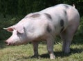 Head shot closeup photo of a beautiful young pig outdoors Royalty Free Stock Photo