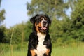 a head Portrait of a pretty tricolor Greater Swiss Mountain Dog in a green meadow