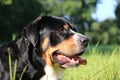 a head Portrait of a pretty tricolor Greater Swiss Mountain Dog lying on a green meadow