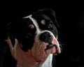 A head portrait of Bulldog puppy Royalty Free Stock Photo
