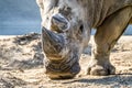 Head portrait of Rhino on the sand Royalty Free Stock Photo