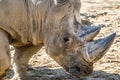 Head portrait of Rhino on the sand Royalty Free Stock Photo