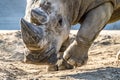 Head portrait of Rhino on the sand Royalty Free Stock Photo