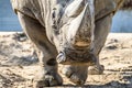 Head portrait of Rhino on the sand Royalty Free Stock Photo