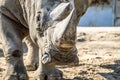 Head portrait of Rhino on the sand Royalty Free Stock Photo