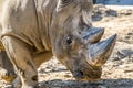 Head portrait of Rhino on the sand Royalty Free Stock Photo