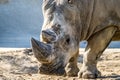 Head portrait of Rhino on the sand Royalty Free Stock Photo