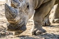 Head portrait of Rhino on the sand Royalty Free Stock Photo