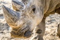 Head portrait of Rhino on the sand Royalty Free Stock Photo