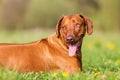 Head portrait of a Rhodesian ridgeback Royalty Free Stock Photo