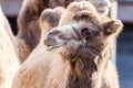 Head portrait of a bactrian camel Royalty Free Stock Photo