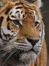 Head-on portrait shot of a tiger