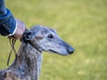 Head portrait of Spanish Greyhound purebred dog Royalty Free Stock Photo