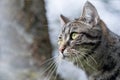 Head portrait of a tabby cat