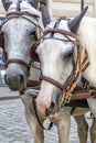 Head portrait of two horses in traditional Vienna carriage.